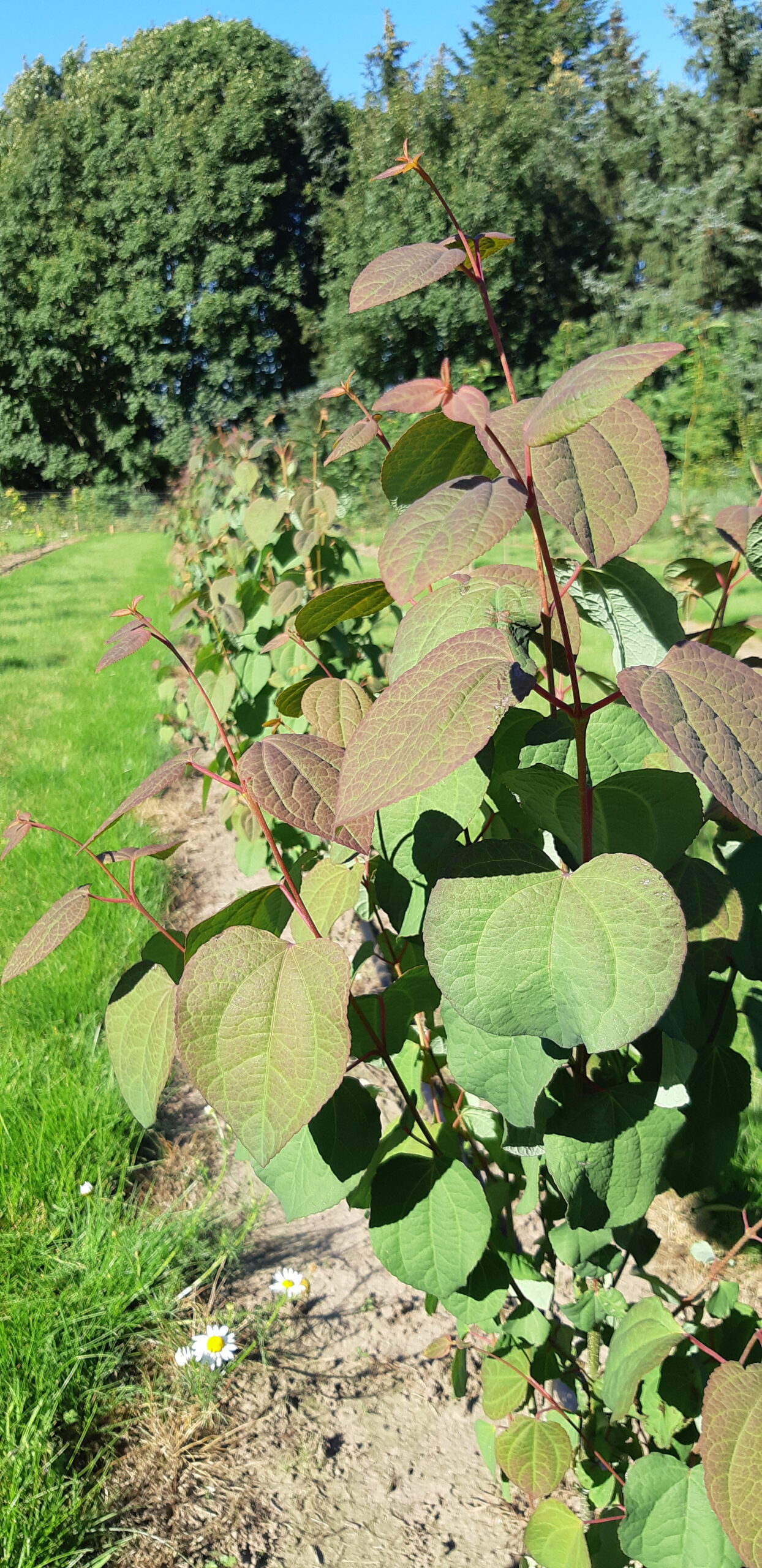 Blade på et hjertetrae