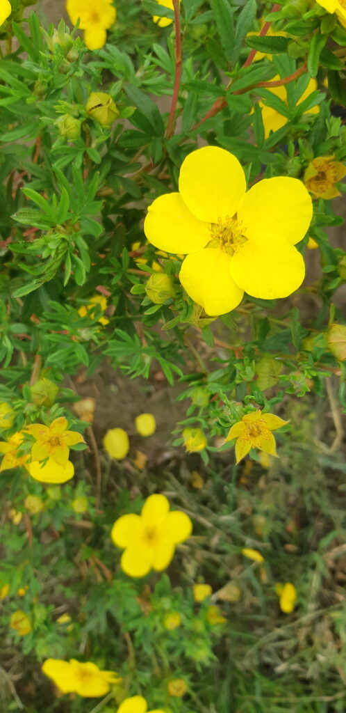 Potentilla fruticosa ’Goldfinger’ blomst