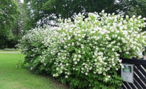 Philadelphus coronarius som stor hæk