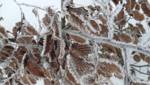 Avnbøg vinter