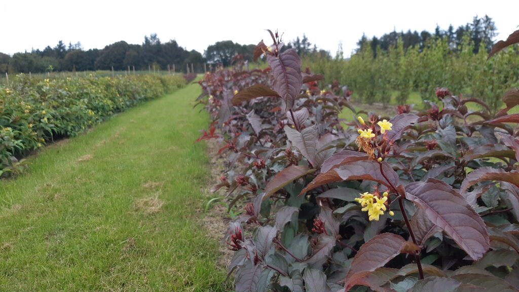 Diervilla purpurea i blomst