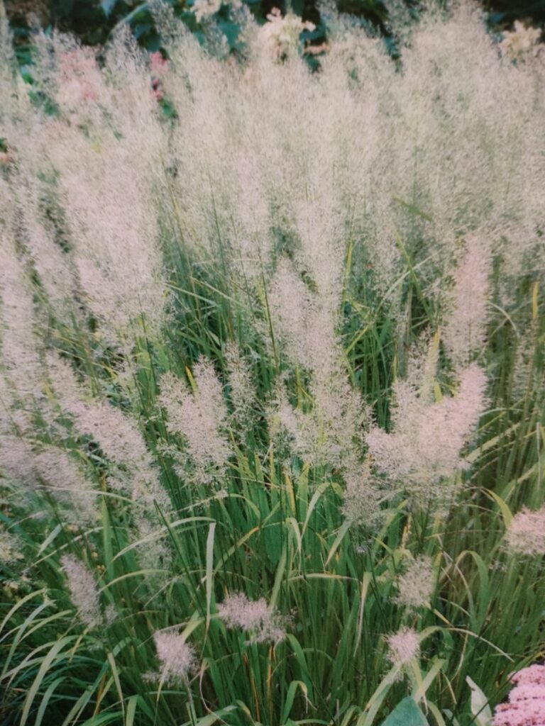 Koreansk Sandrørhvene- Calamagrostis brachystrica