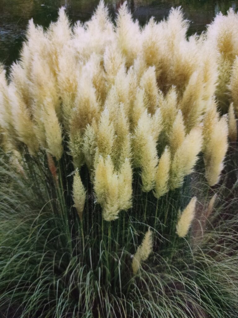 Pampasgræs ‘Pumila’ Cortaderia selloana ‘Pumila’