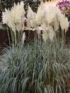 Pampasgræs ’Evita’ Cortaderia selloana ’Evita’