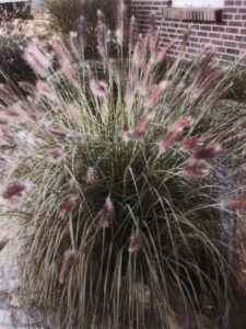 Lampepudsergræs ‘Hameln’ Pennisetum alopecuroides ’Hameln’