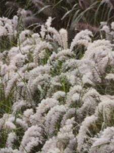 Lampepudsergræs ‘JS Dance With Me’® Pennisetum alopecuroides ’JS Dance With Me’ ®