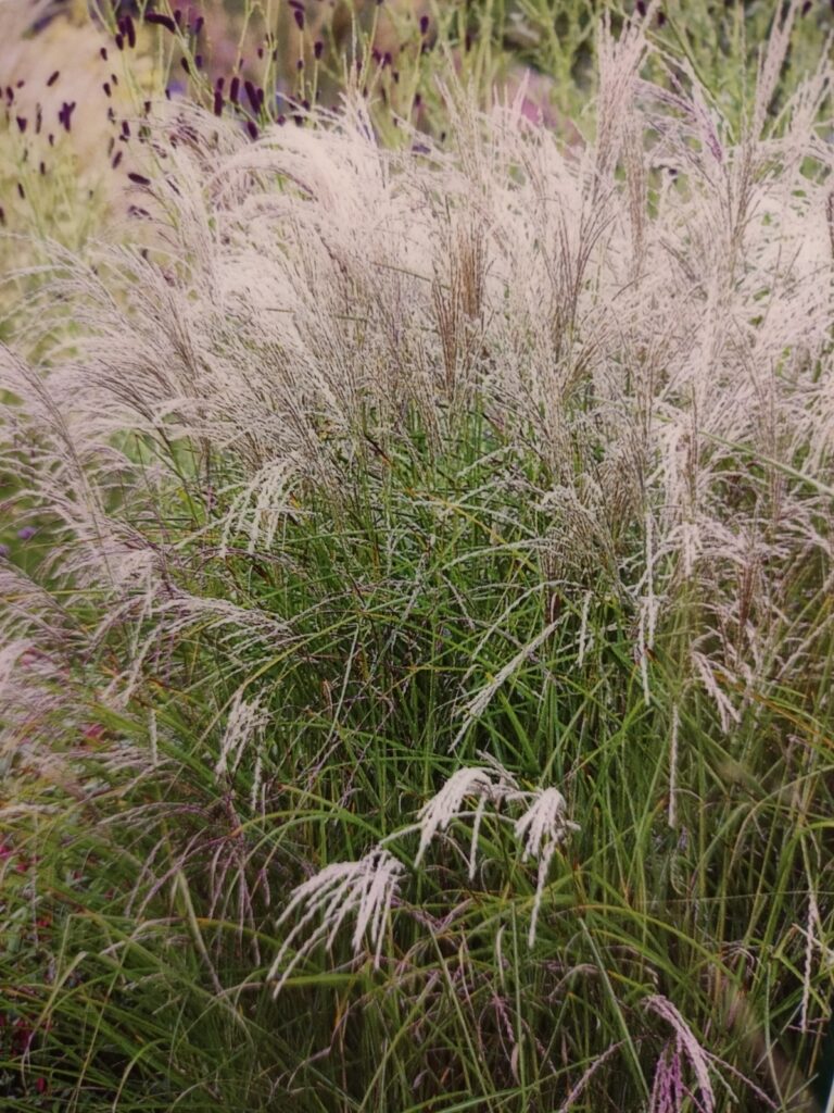 Elefantgræs ’Kleine Fontäne’ Miscanthus sinensis ’Kleine Fontäne’