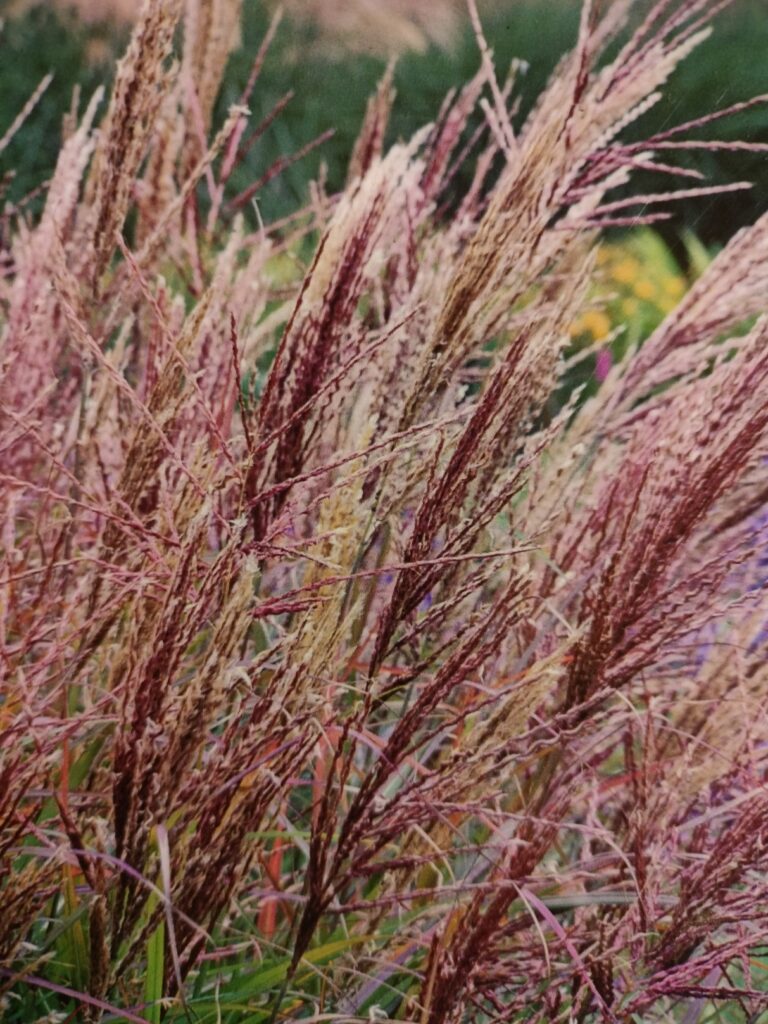 Elefantgræs ’Dronning Ingrid’ Miscanthus sinensis ’Dronning Ingrid’