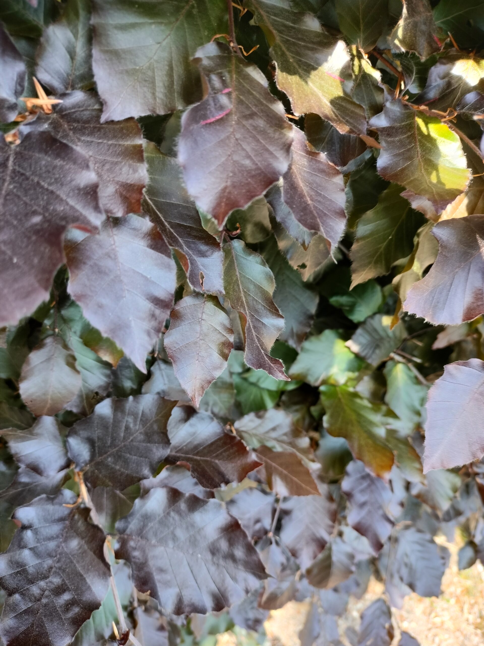 Fagus sylvatica purpurea