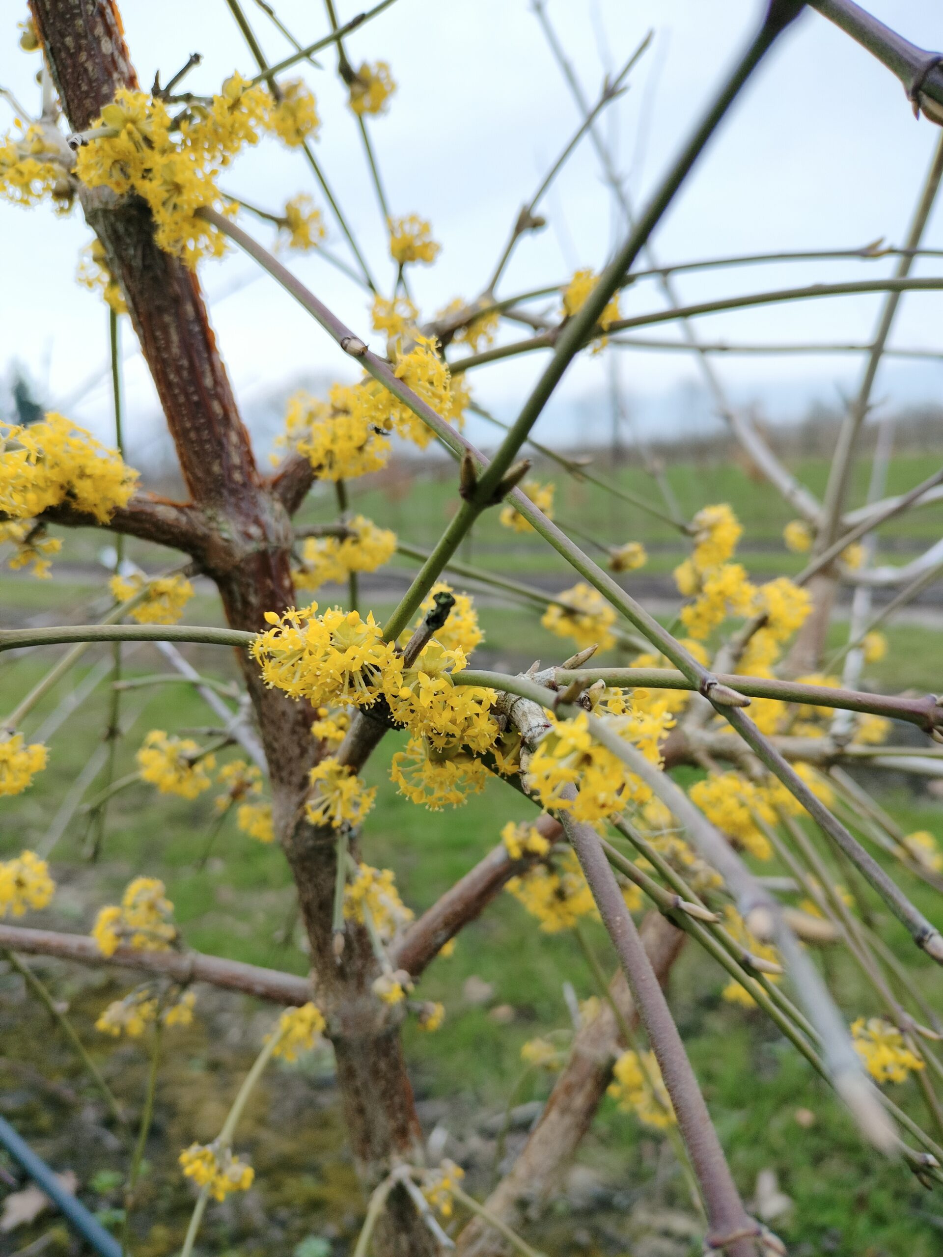 Kirsebærkornel Cornus mas