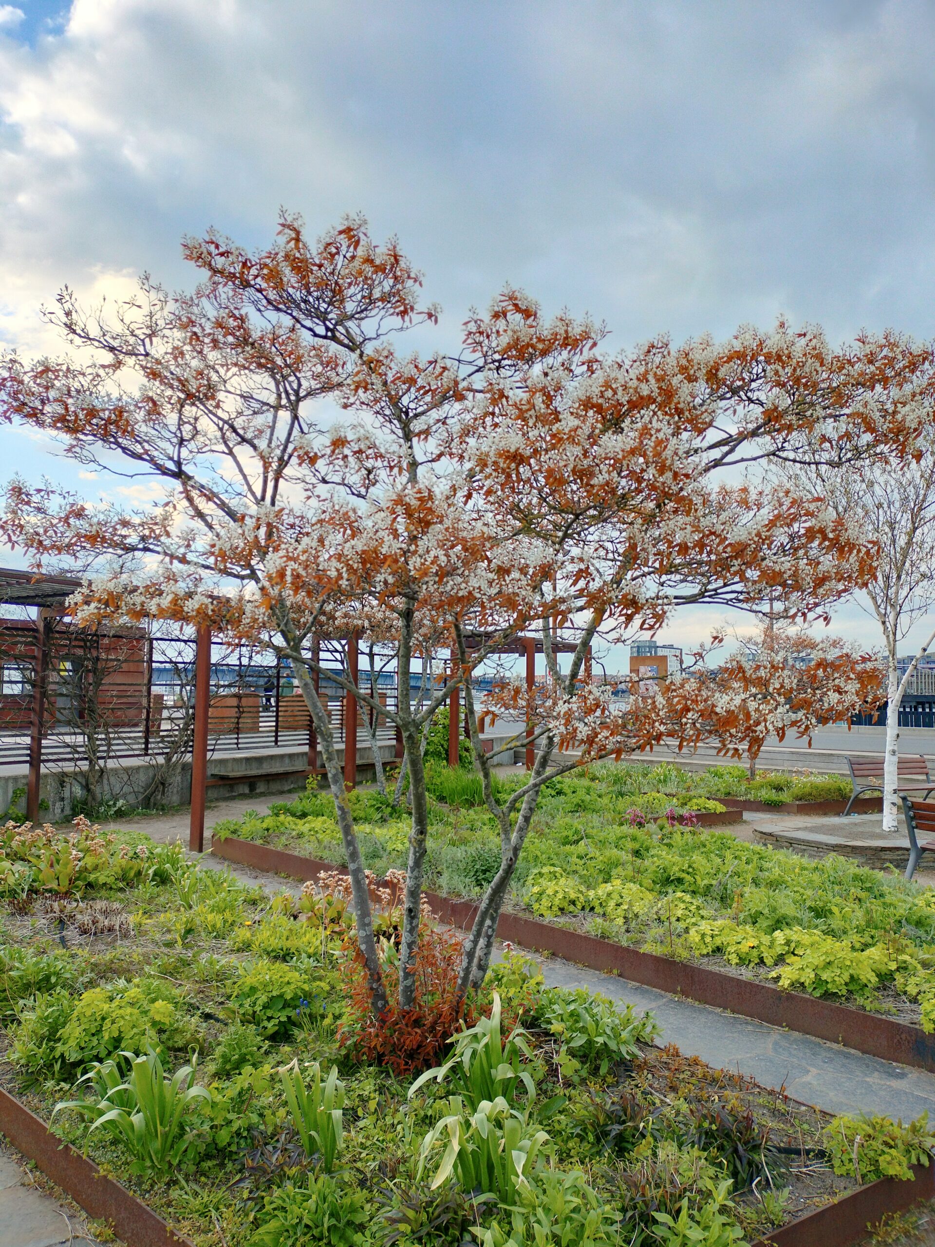 Almindelig bærmispel Amelanchier lamarckii