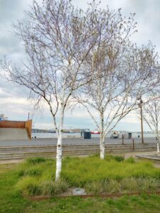Himalayabirk Betula utilis