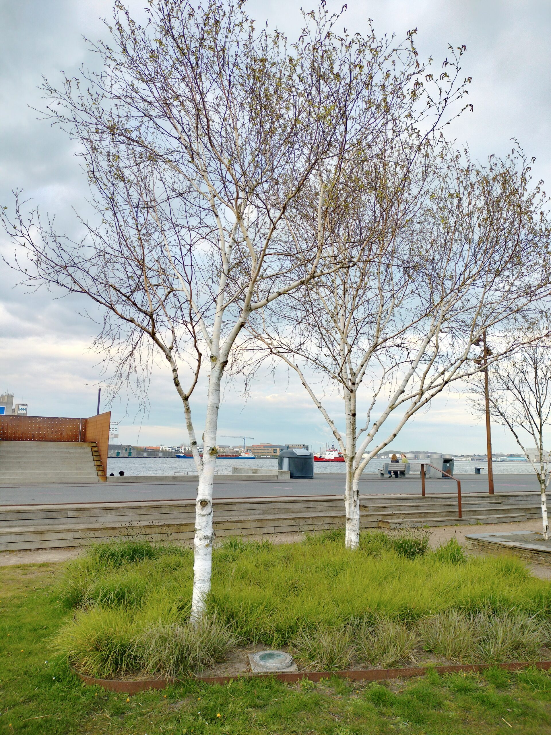 Himalayabirk Betula utilis