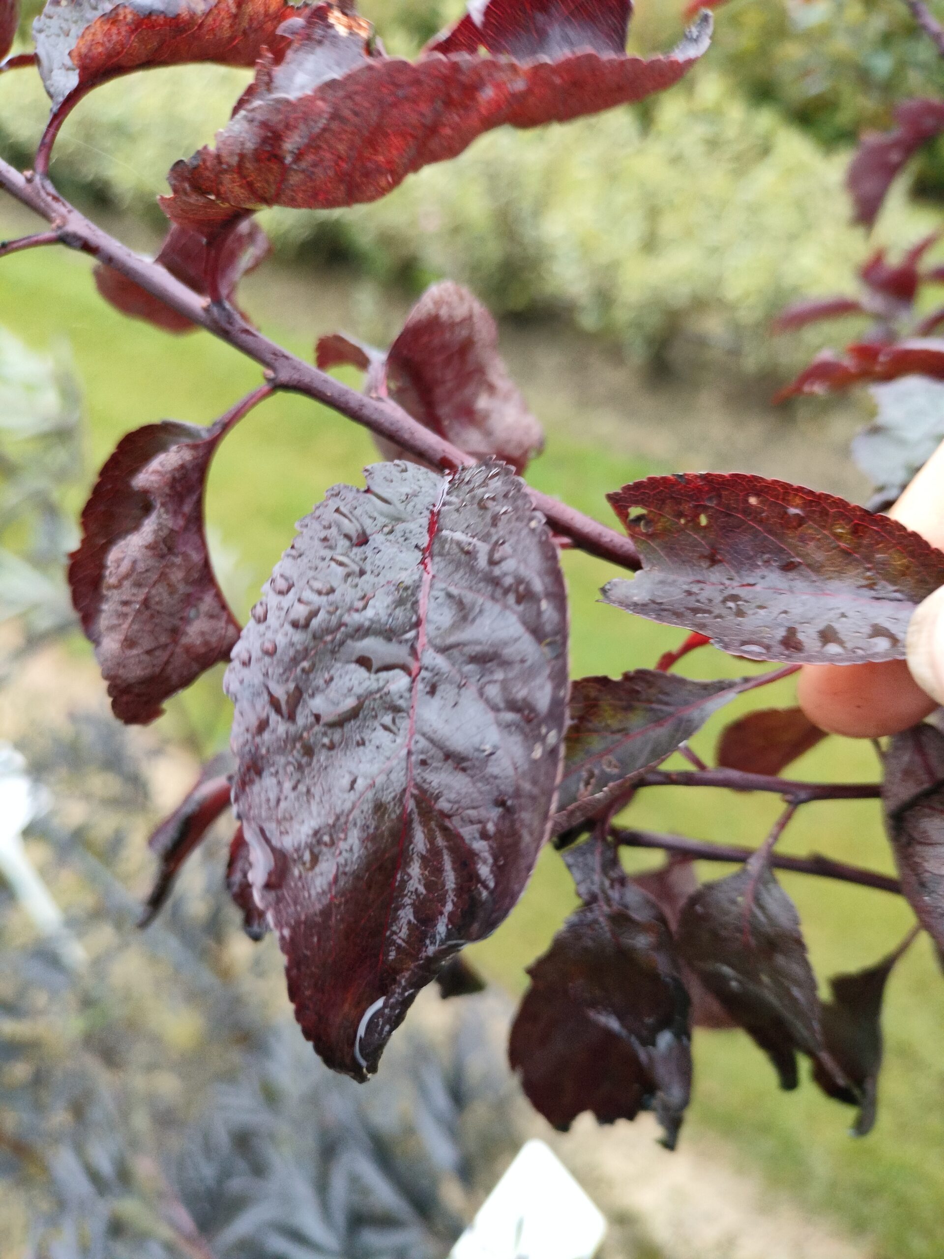 Blodblomme Prunus ceracifera 'Nigra'