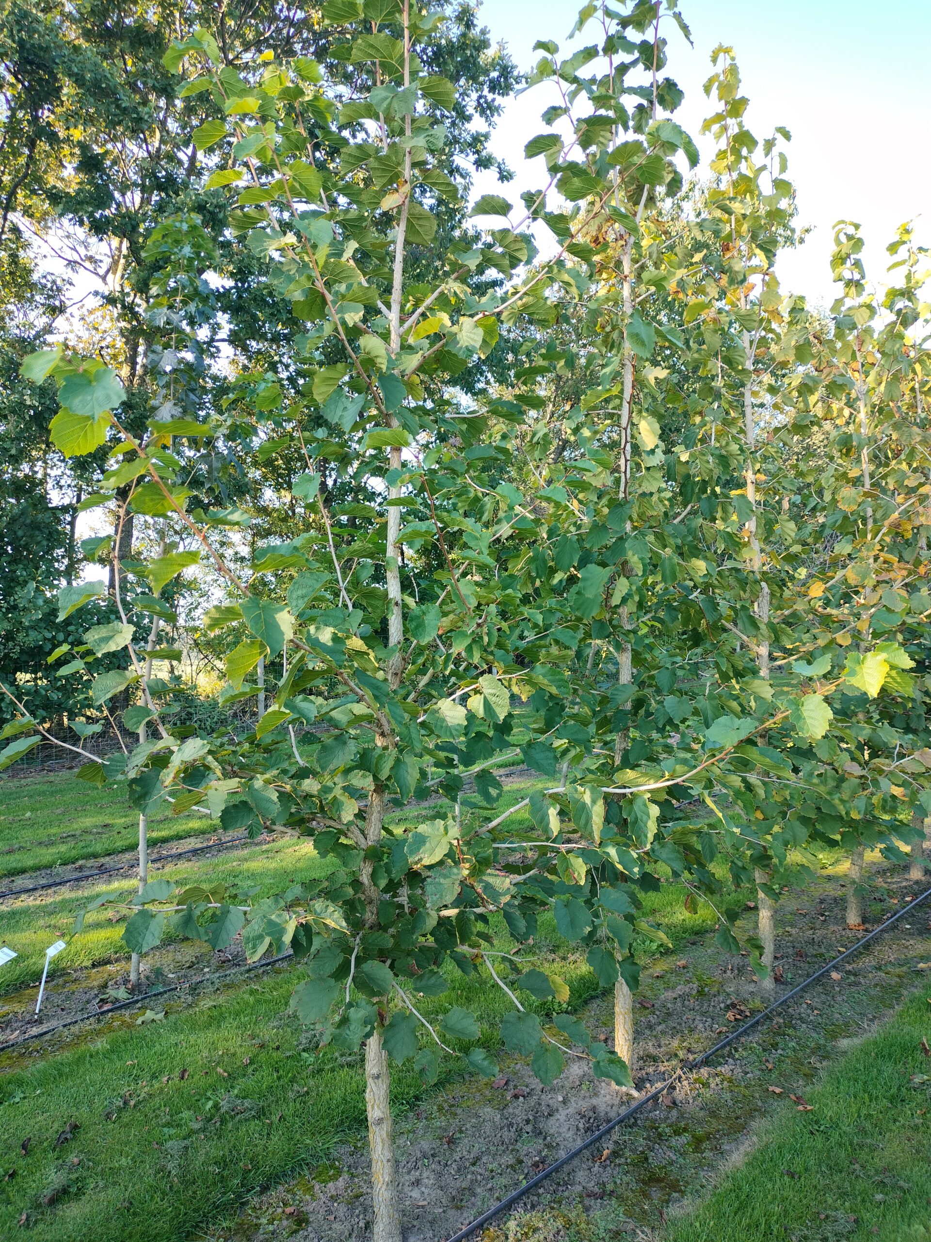 Tyrkisk hassel Corylus colurna