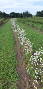 Uægte jasmin 'Avalanche'- Philadelphus lemoinei ‘Avalanche’