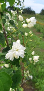 Philadelphus virginal ‘Schneesturm’ fyldt blomst