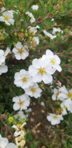 Buskpotentil ‘Abbotswood’ Potentilla fruticosa ‘Abbotswood blomster