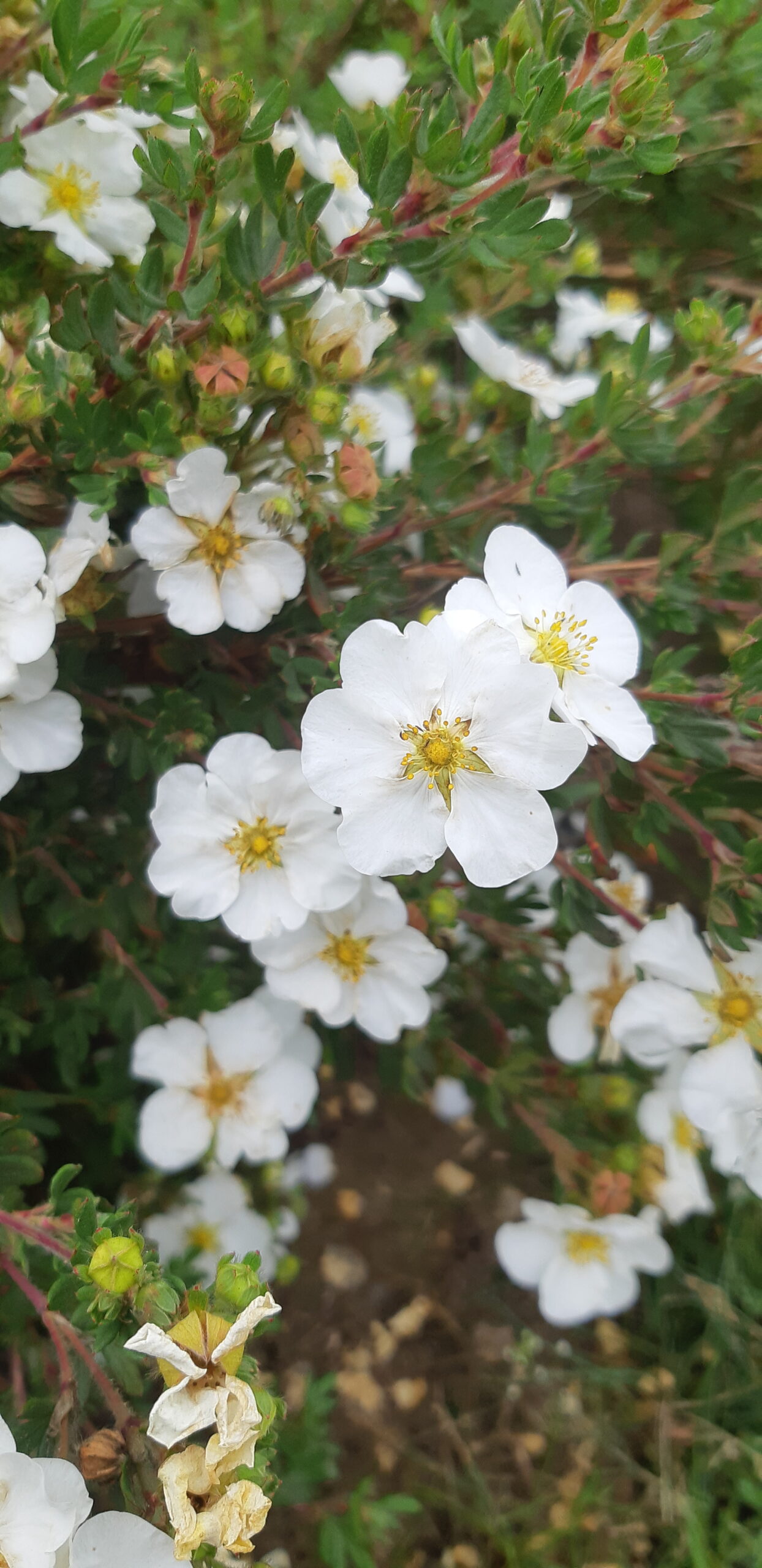 Buskpotentil ‘Abbotswood’ Potentilla fruticosa ‘Abbotswood blomster