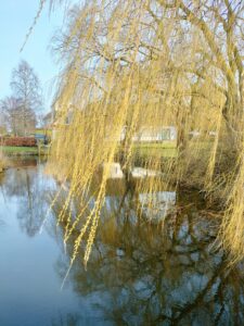 Guld hængepil Salix alba 'Tristis'