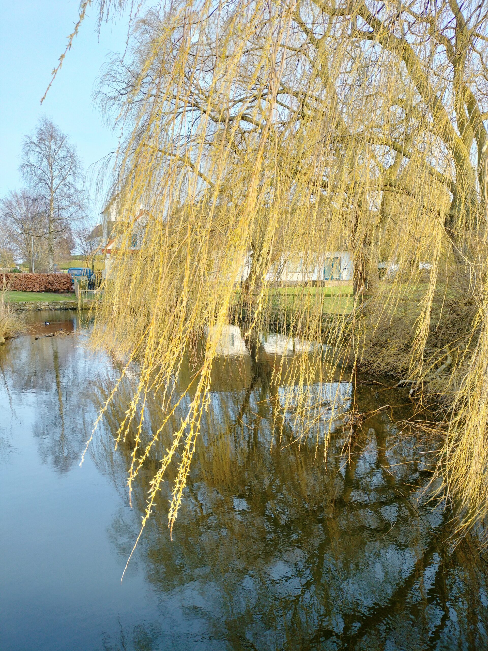 Guld hængepil Salix alba 'Tristis'
